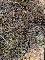 Psammophis crucifer