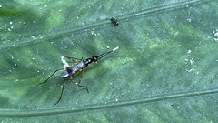 Rainieria