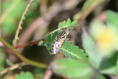 Eristalinus megacephalus