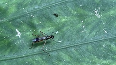 Rainieria