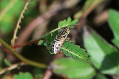 Eristalinus megacephalus
