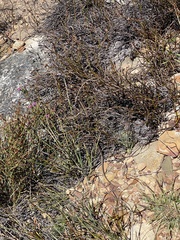 Psammophis crucifer