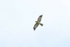 Accipiter soloensis