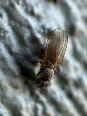 Anthomyiidae