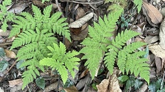 Tectaria devexa