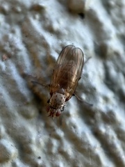 Anthomyiidae