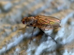Anthomyiidae