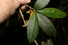 Croton acronychioides