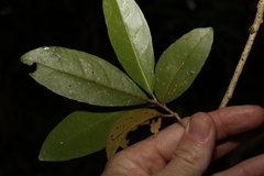 Croton acronychioides