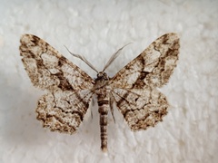 Peribatodes umbraria