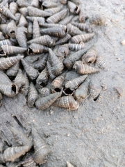 Batillaria attramentaria
