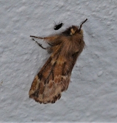 Ptilophora plumigera