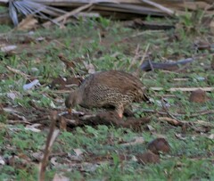 Pternistis natalensis