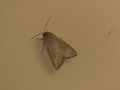 Mythimna convecta