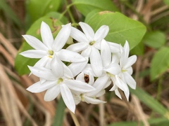 Jasminum elongatum