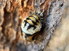 Harmonia