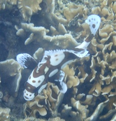 Plectorhinchus chaetodonoides