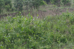 Pteridium centrali-africanum