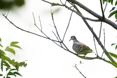 Streptopelia orientalis