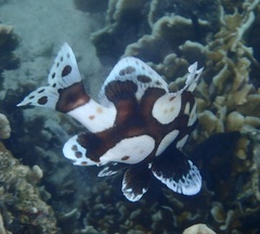 Plectorhinchus chaetodonoides