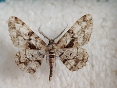 Peribatodes umbraria