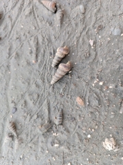 Cerithideopsis californica