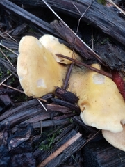 Tapinella panuoides