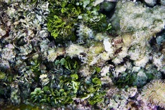 Scorpaenopsis oxycephalus