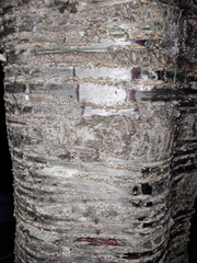 Prunus avium