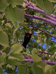 Eudynamys orientalis