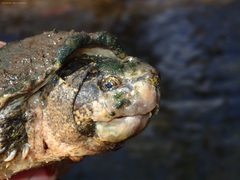 Sternotherus odoratus