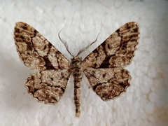 Peribatodes umbraria