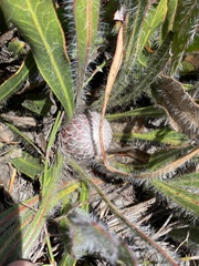 Protea scabriuscula