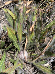 Protea scabriuscula