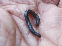 Archispirostreptus syriacus