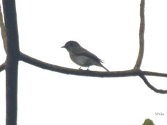 Muscicapa dauurica