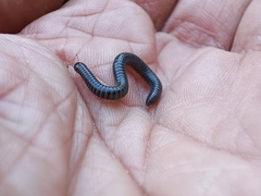 Archispirostreptus syriacus