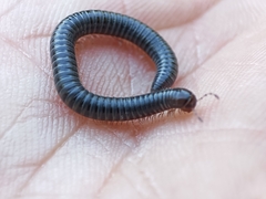 Archispirostreptus syriacus