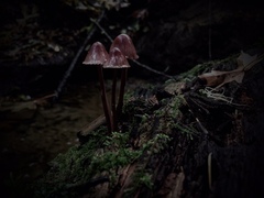 Mycena sanguinolenta