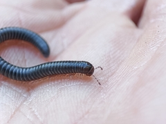 Archispirostreptus syriacus