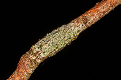 Buellia griseovirens