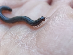 Archispirostreptus syriacus