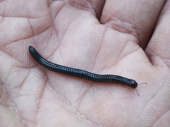 Archispirostreptus syriacus