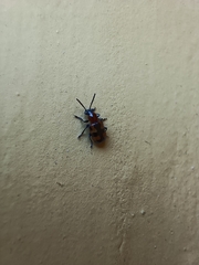 Crioceris bicruciata