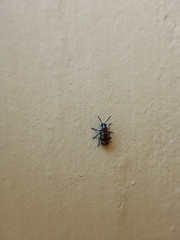 Crioceris bicruciata