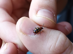 Crioceris bicruciata