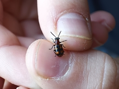 Crioceris bicruciata