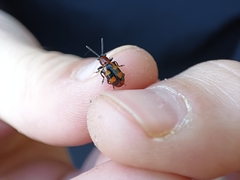 Crioceris bicruciata