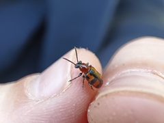 Crioceris bicruciata