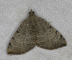 Chrysolarentia mecynata